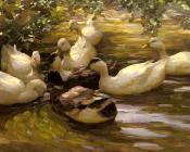 Max Enten In Wasser Unter Birken - 亚历山大·凯斯特
